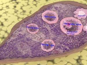Ovary cross section 3D 3D मॉडल