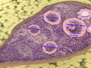Ovary cross section 3D 3D Model