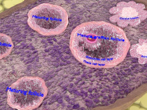 Ovary cross section 3D 3D Model