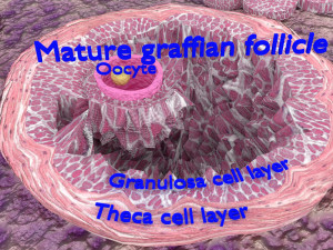 Ovary cross section 3D 3D मॉडल