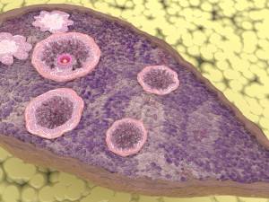 Ovary cross section 3D 3D मॉडल