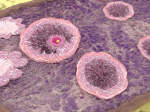 Ovary cross section 3D 3D Model