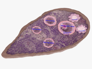 Ovary cross section 3D 3D मॉडल