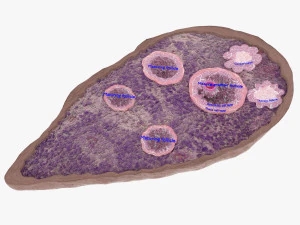 Ovary cross section 3D 3D Model