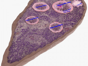 Ovary cross section 3D 3D मॉडल