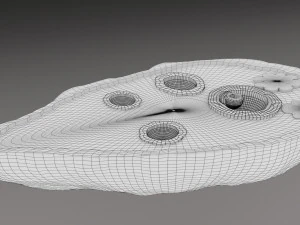 Ovary cross section 3D 3D Model