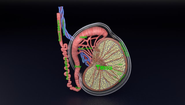 3D testis anatomy histology model 3D-Modell .c4d .max .obj .3ds .fbx .stl .blend 