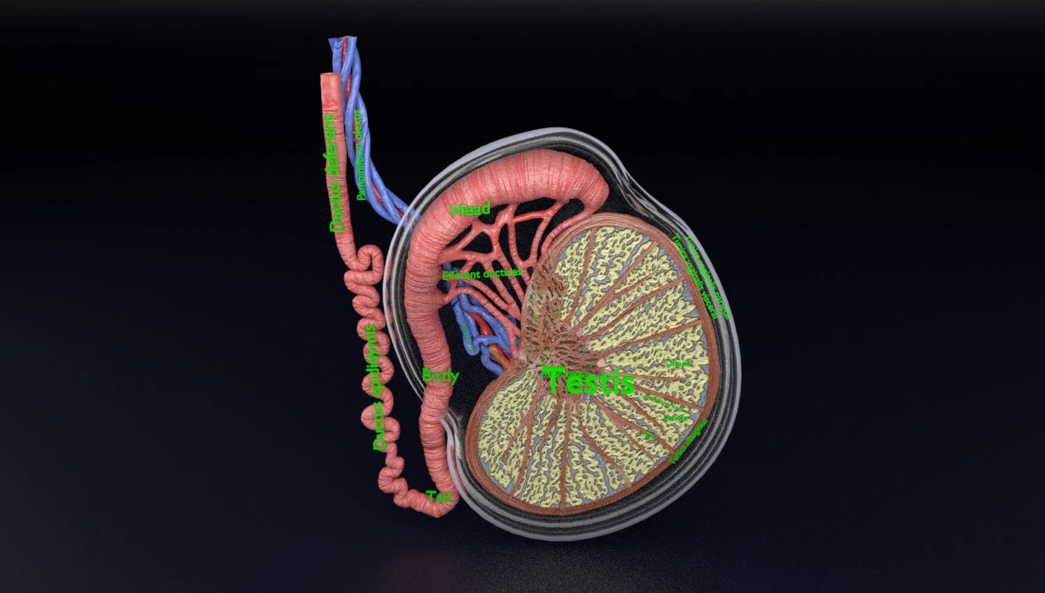 3D testis anatomy histology model 3D Model .c4d .max .obj .3ds .fbx .stl .blend