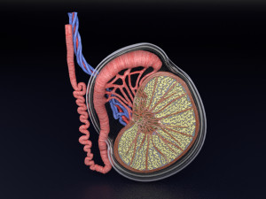 3D testis anatomy histology model 3D-Modell