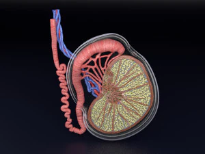 3D testis anatomy histology model 3D Model
