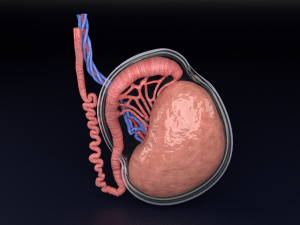 3D testis anatomy histology model 3D-Modell