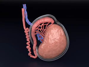 3D testis anatomy histology model 3D Model