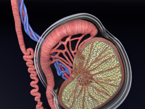 3D testis anatomy histology model 3D-Modell