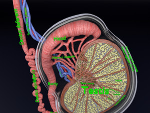 3D testis anatomy histology model 3D-Modell