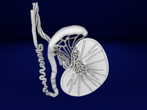 3D testis anatomy histology model 3D-Modell