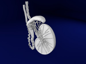3D testis anatomy histology model 3D-Modell