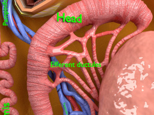 3D testis anatomy histology model 3D-Modell