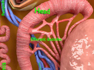 3D testis anatomy histology model 3D Model