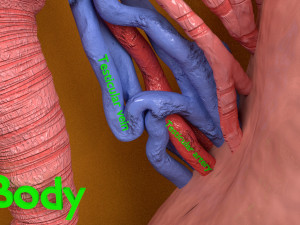 3D testis anatomy histology model 3D-Modell