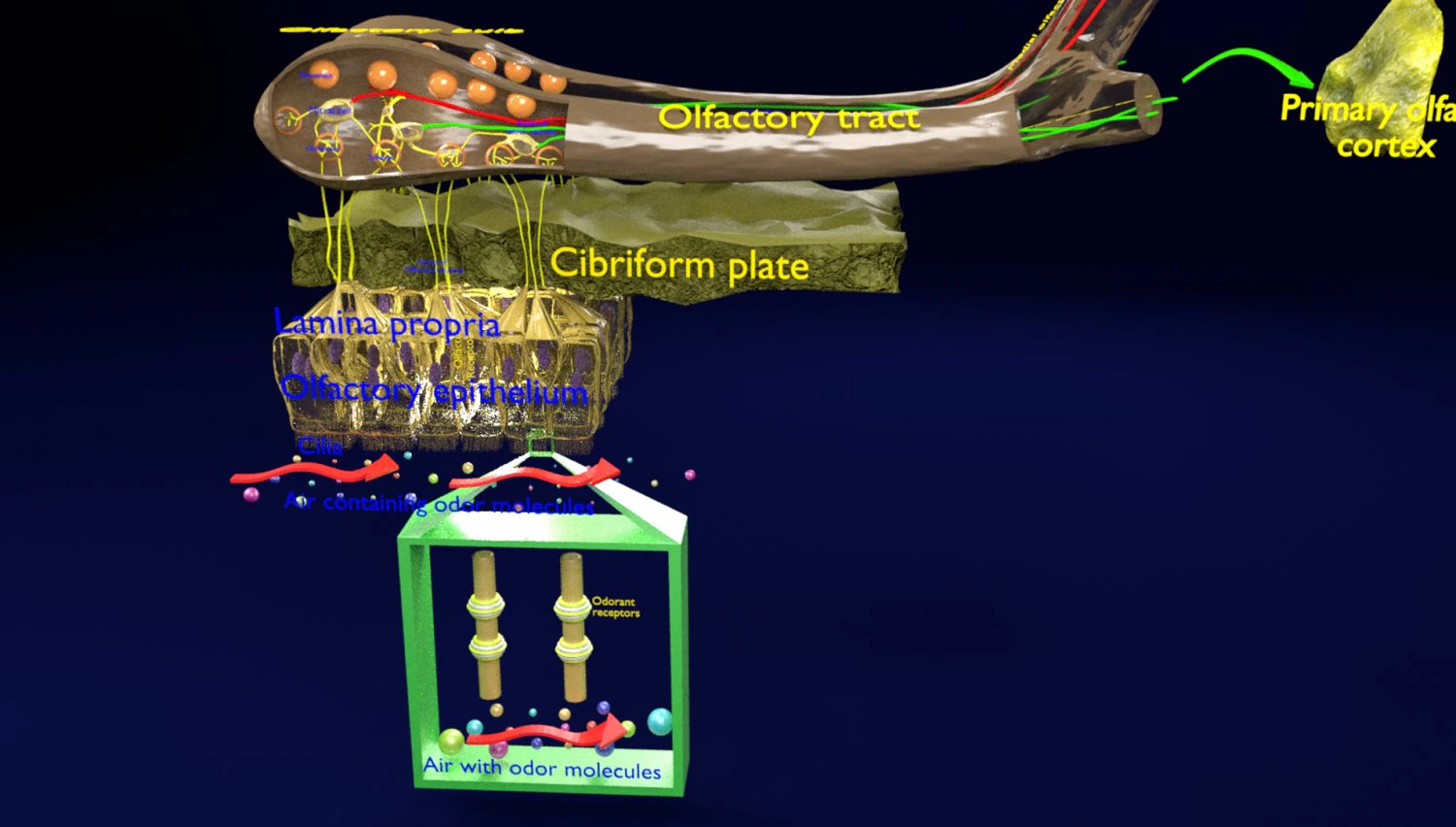 Olfactory system smell odour detail labelled 3D Model .c4d .max .obj .3ds .fbx .stl .blend