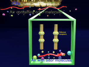 Olfactory system smell odour detail labelled 3D Model