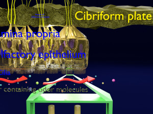 Olfactory system smell odour detail labelled 3D Model