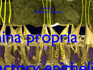 Olfactory system smell odour detail labelled 3D Model