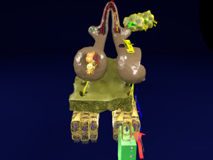 Olfactory system smell odour detail labelled 3D Model