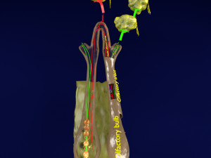 Olfactory system smell odour detail labelled 3D Model