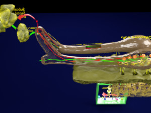 Olfactory system smell odour detail labelled 3D Model