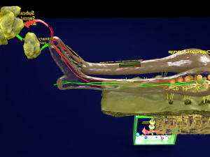 Olfactory system smell odour detail labelled 3D Model