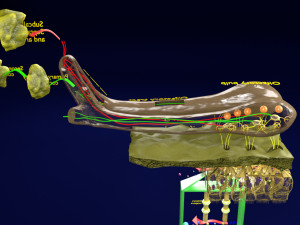 Olfactory system smell odour detail labelled 3D Model