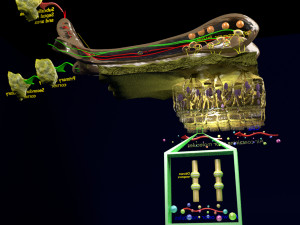 Olfactory system smell odour detail labelled 3D Model