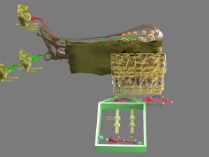 Olfactory system smell odour detail labelled 3D Model