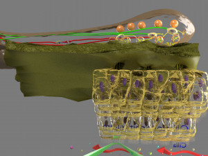Olfactory system smell odour detail labelled 3D Model