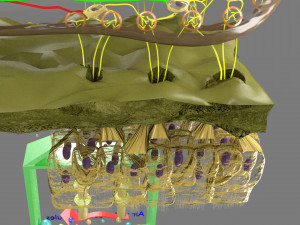 Olfactory system smell odour detail labelled 3D Model