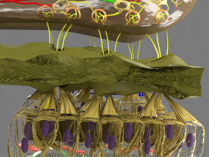 Olfactory system smell odour detail labelled 3D Model