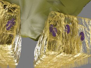 Olfactory system smell odour detail labelled 3D Model
