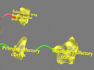 Olfactory system smell odour detail labelled 3D Model