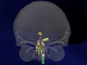 Olfactory system smell odour detail labelled 3D Model