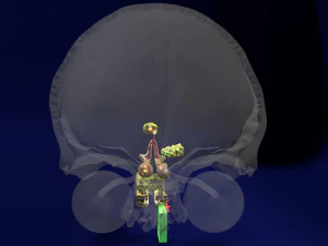 Olfactory system smell odour detail labelled 3D Model