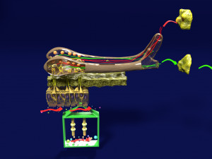 Olfactory system smell odour detail labelled 3D Model