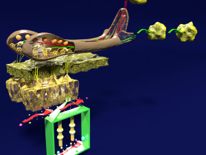 Olfactory system smell odour detail labelled 3D Model