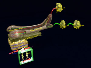Olfactory system smell odour detail labelled 3D Model