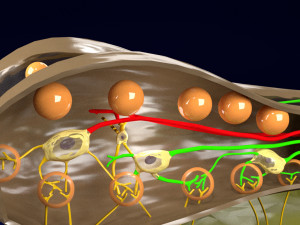Olfactory system smell odour detail labelled 3D Model