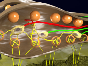 Olfactory system smell odour detail labelled 3D Model