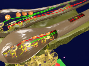Olfactory system smell odour detail labelled 3D Model