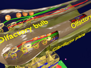 Olfactory system smell odour detail labelled 3D Model