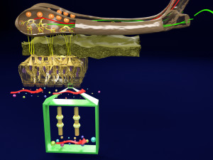 Olfactory system smell odour detail labelled 3D Model