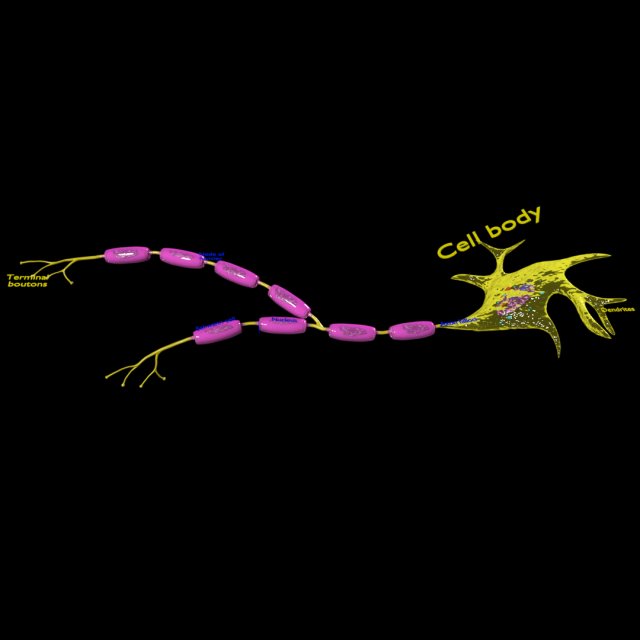 3D Neuron axon parts labelled detail model Modelo 3D .c4d .max .obj .3ds .fbx .stl .blend 